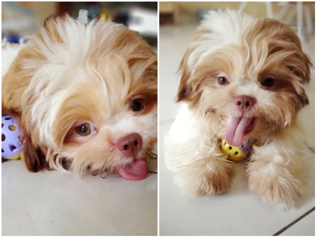 Bebe the Shih Tzu