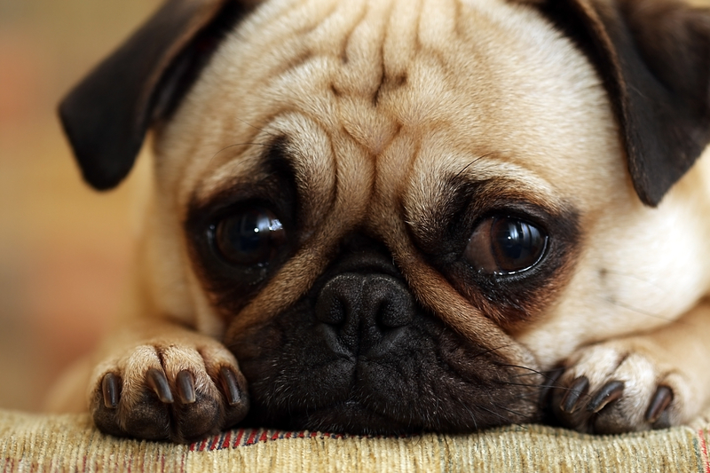 Image via pugpugpug.com