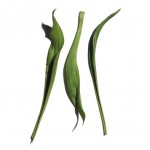 Narrow-leaf plantain extract