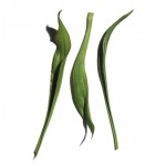 Narrow-leaf plantain extract