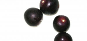 muscadine_grapes