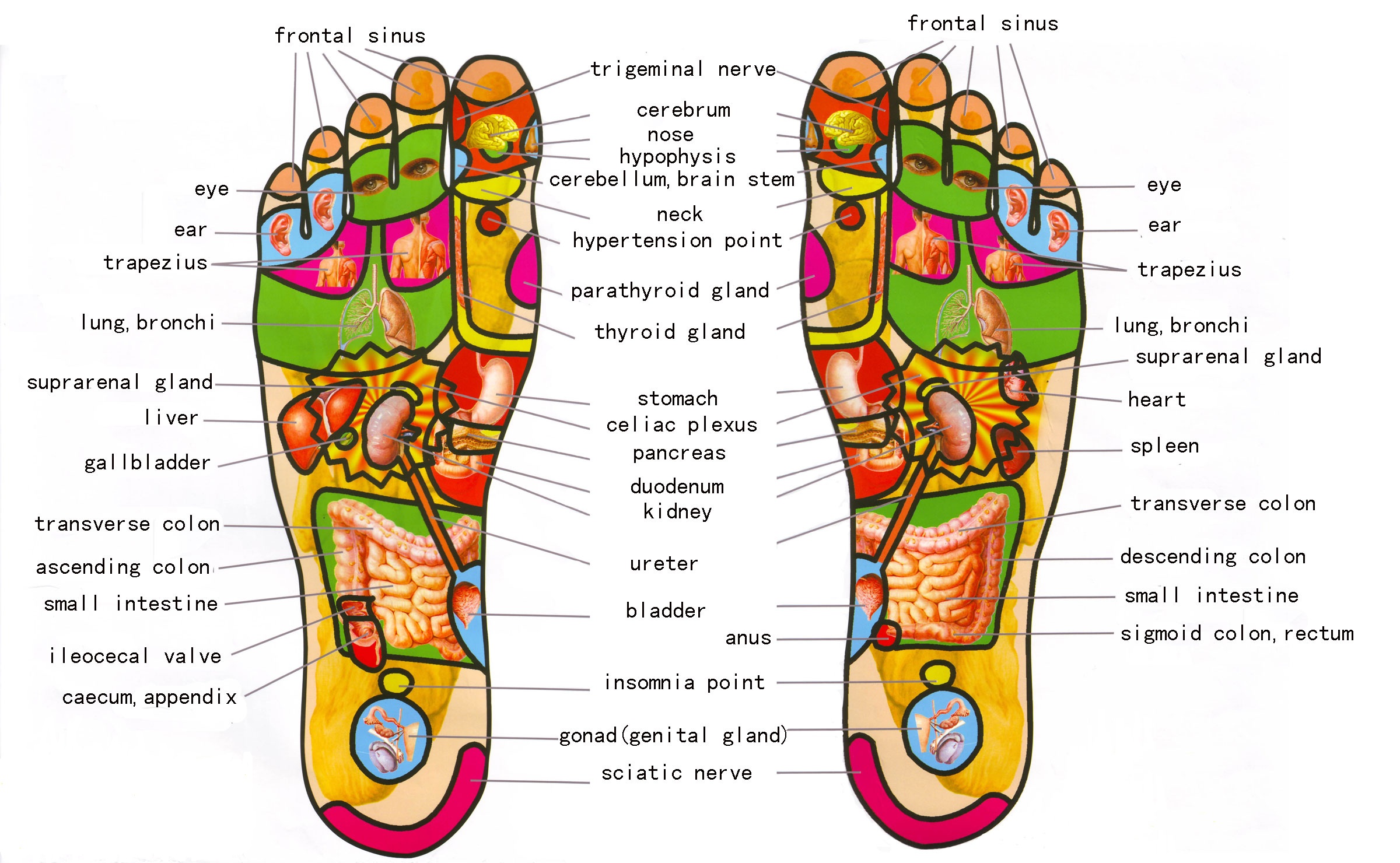 Image: reflexology-map.com