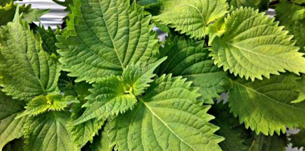 Shiso leaf.