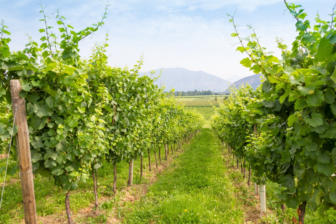 Vineyard vines at South Australia (Image: GettyRF_508340108 - South Australia)