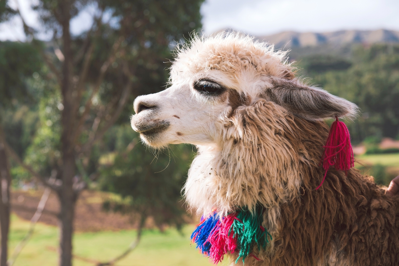 Beautiful llama with colored necklace and earrings in Choquequirao, Peru (Image: GettyRF_526790578 - Choquequirao)