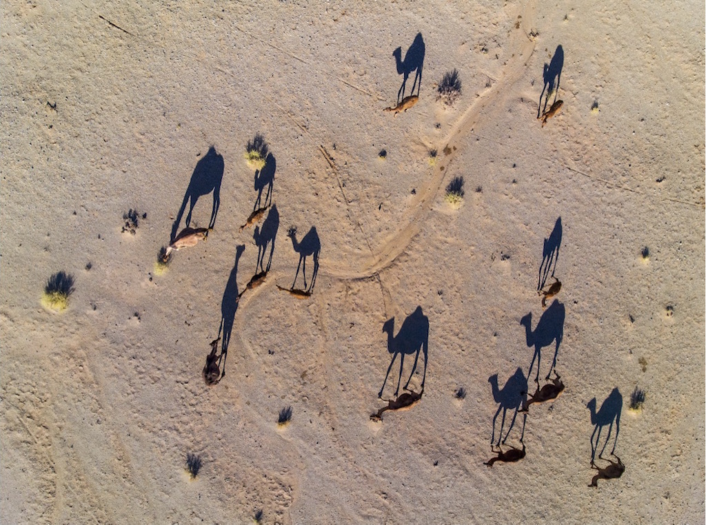 camel-by-abbas-rastegar-skypixel-drone-photo