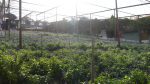 Kiehl’s Malaysia, Cameron Lavender Farm – Pamper.My