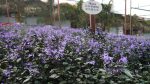 Kiehl’s Malaysia, Cameron Lavender Farm – Pamper.My