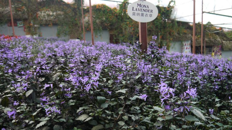 Kiehl's Malaysia, Cameron Lavender Farm - Pamper.My