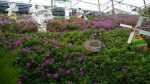 Kiehl’s Malaysia, Cameron Lavender Farm – Pamper.My