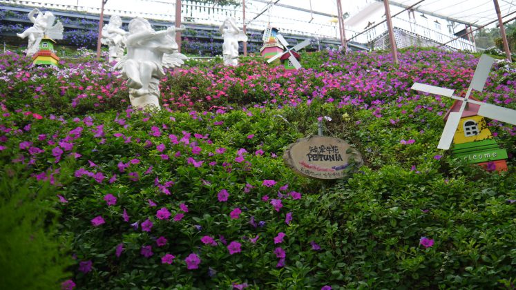 Kiehl's Malaysia, Cameron Lavender Farm - Pamper.My