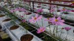Kiehl’s Malaysia, Cameron Lavender Farm – Pamper.My