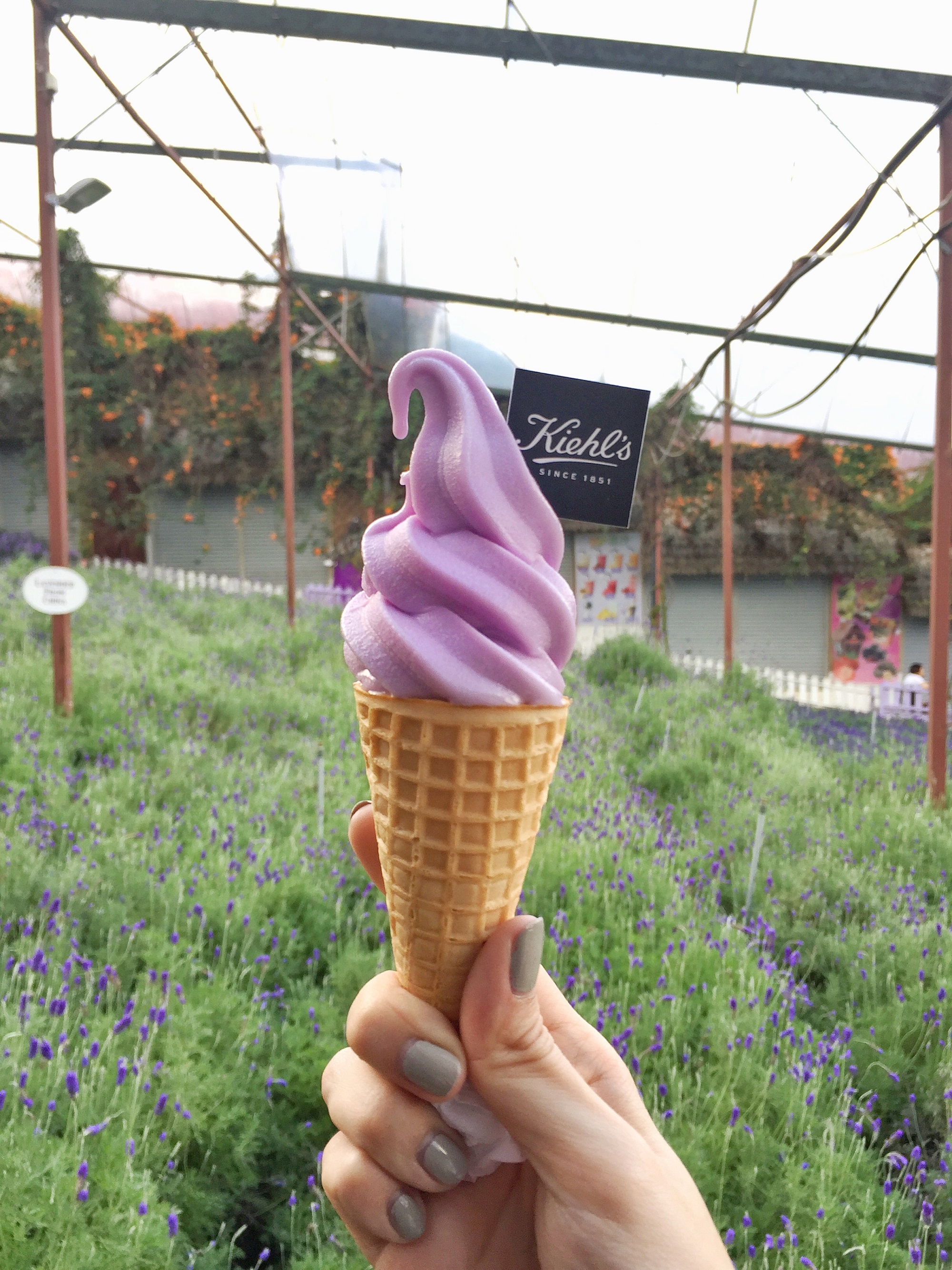 Kiehl's Malaysia, Cameron Lavender Farm - Pamper.My