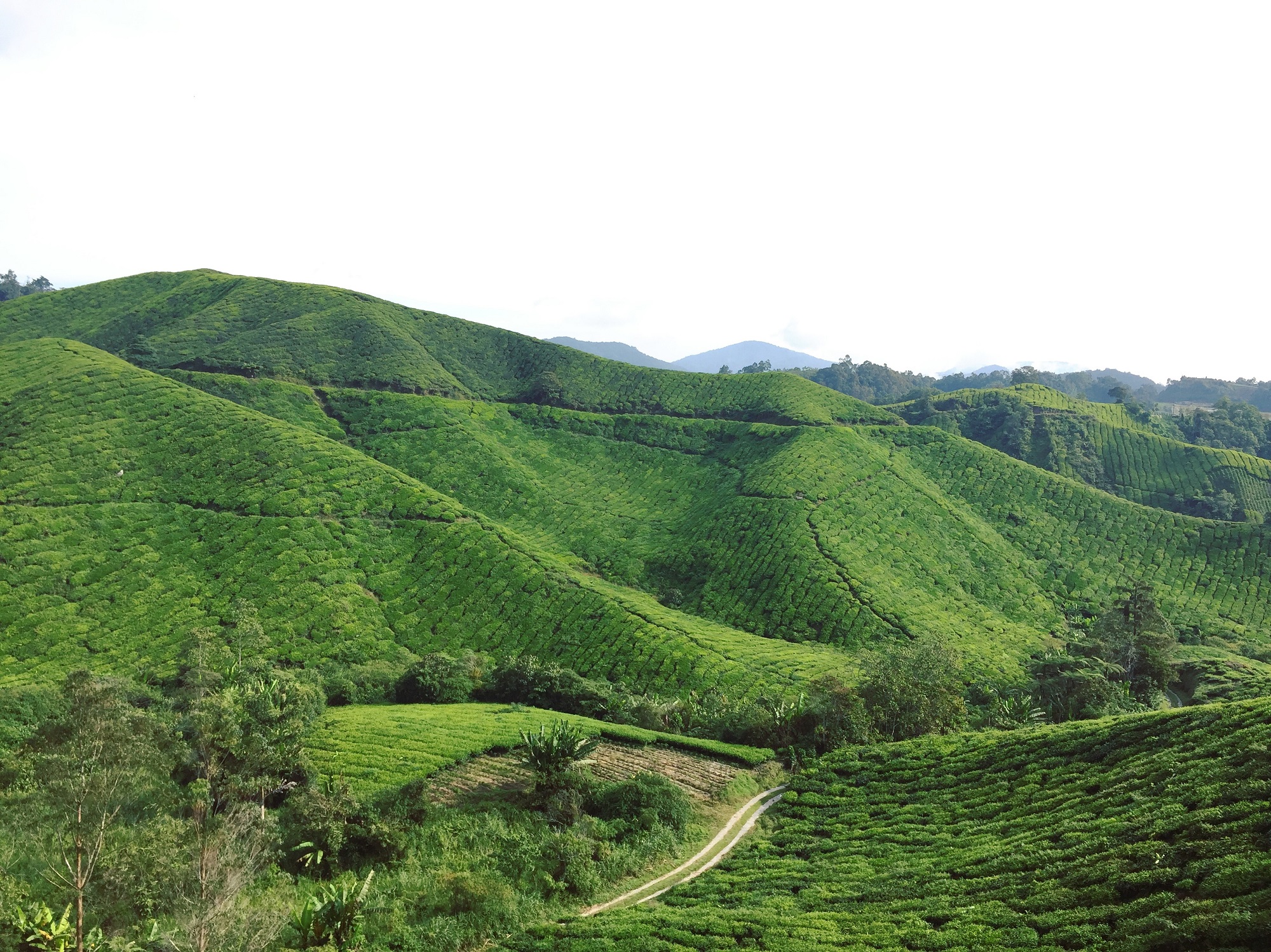 BOH Tea Plantation Cameron Highland - Pamper.My