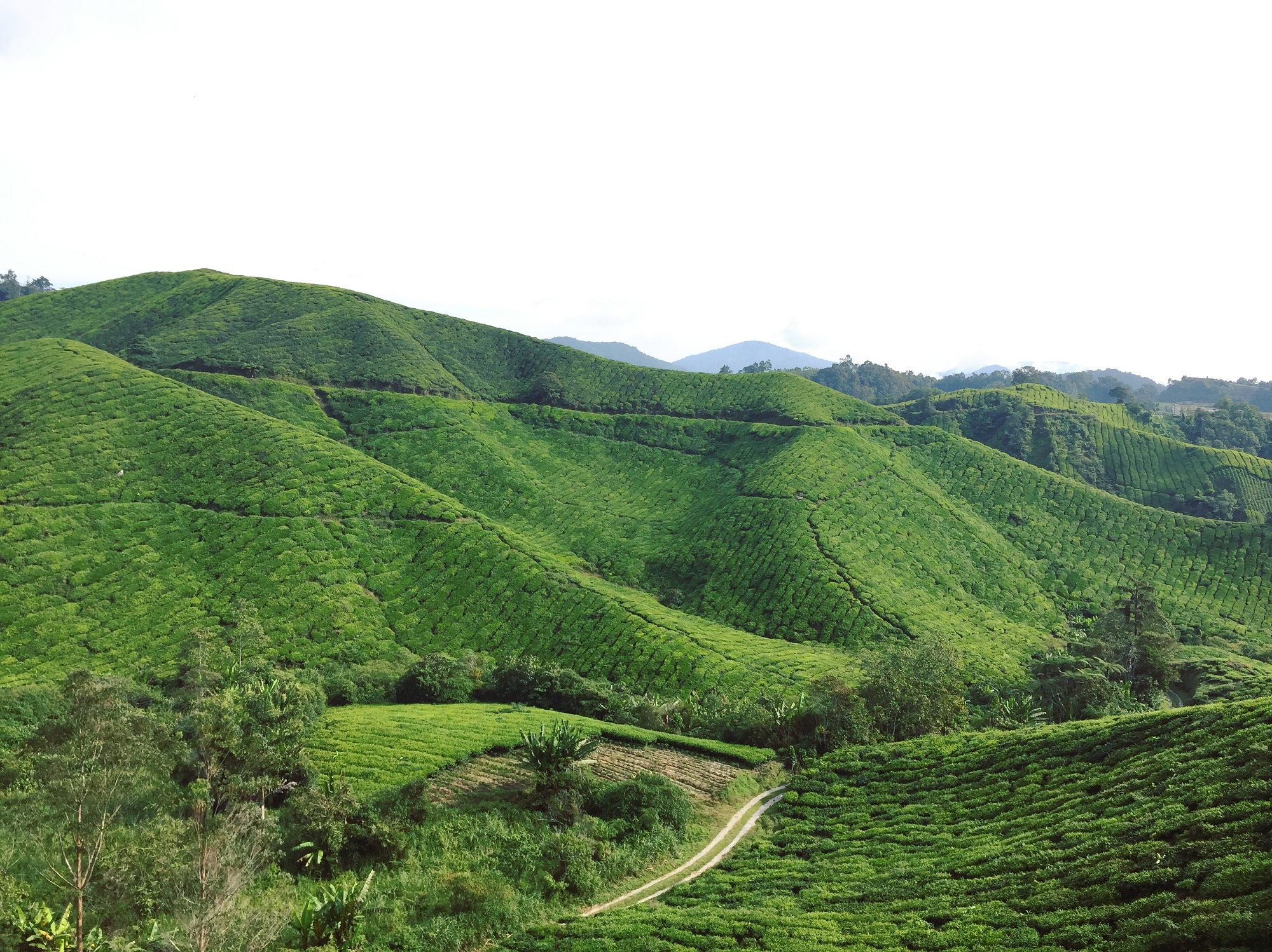 BOH Tea Plantation Cameron Highland - Pamper.My