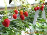 Cameron Highlands Strawberry