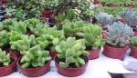 cactus-valley