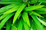 pandan-leaves