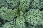 salad-texture-green-kale
