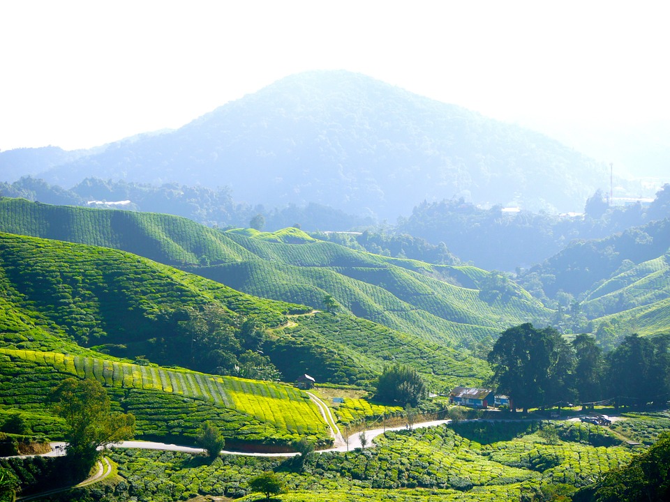 tea-plantation-261508_960_720