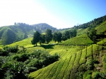 tea-plantation-261515_960_720