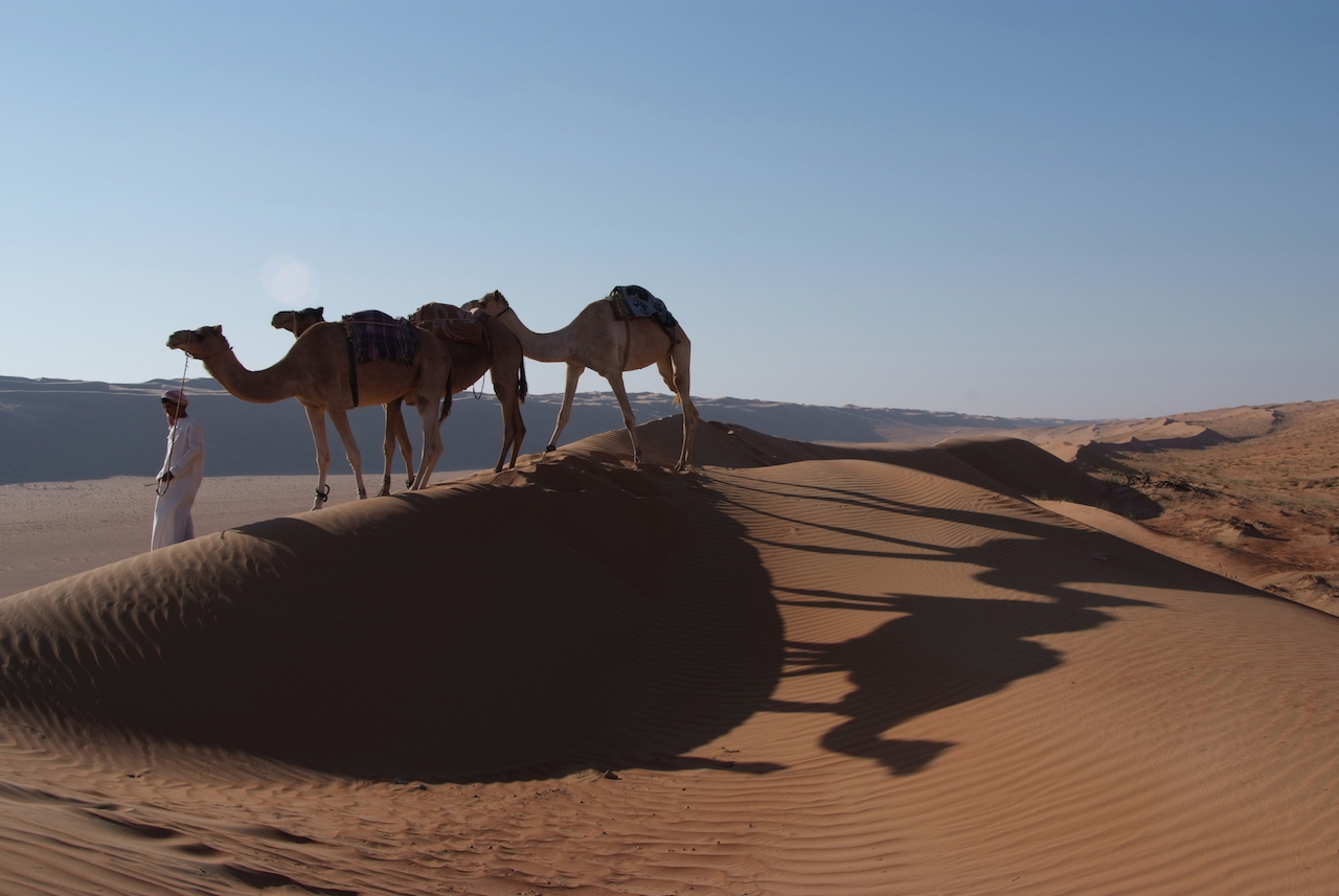 Camels at the Desert Nights Camp