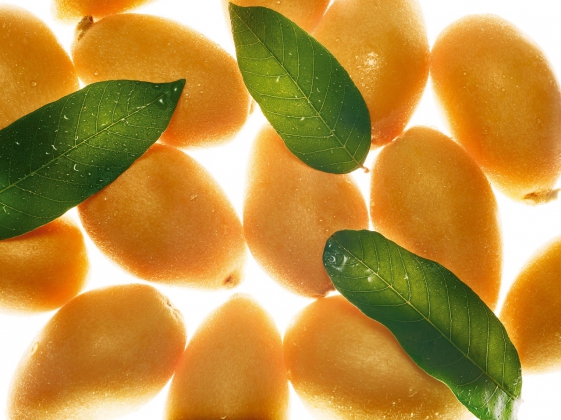 WASO by Shiseido ingredient, Loquat Leaf-Pamper.my