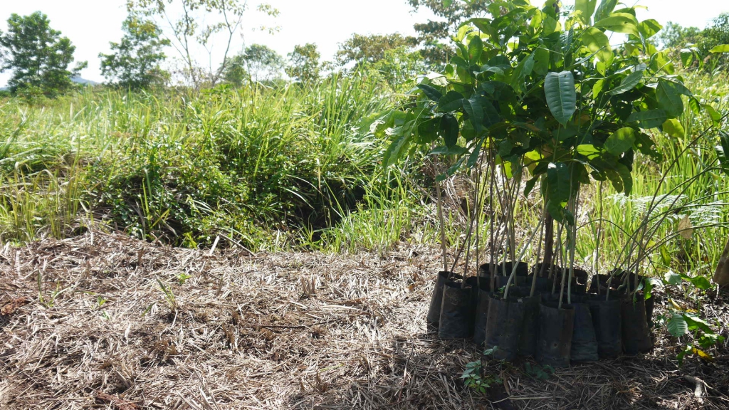 #Scenes: Make A Knot With innisfree Malaysia's Tree Planting Project 2017-Pamper.my