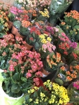 Pamper.My_Spring Flower Market 21