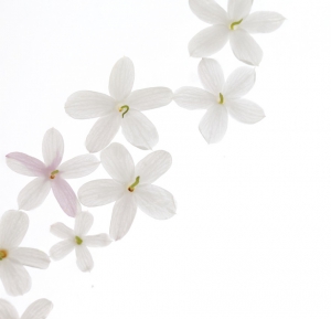 shu uemura white jasmine extract