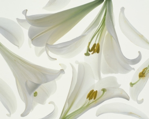 shu uemura white lily extract