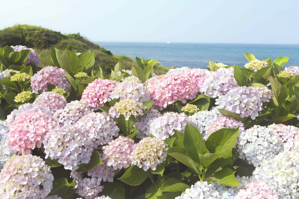 innisfree Jeju Color Picker Collection, Embrace The Beauty Of Jongdal-ri, Jeju Island-Pamper.my