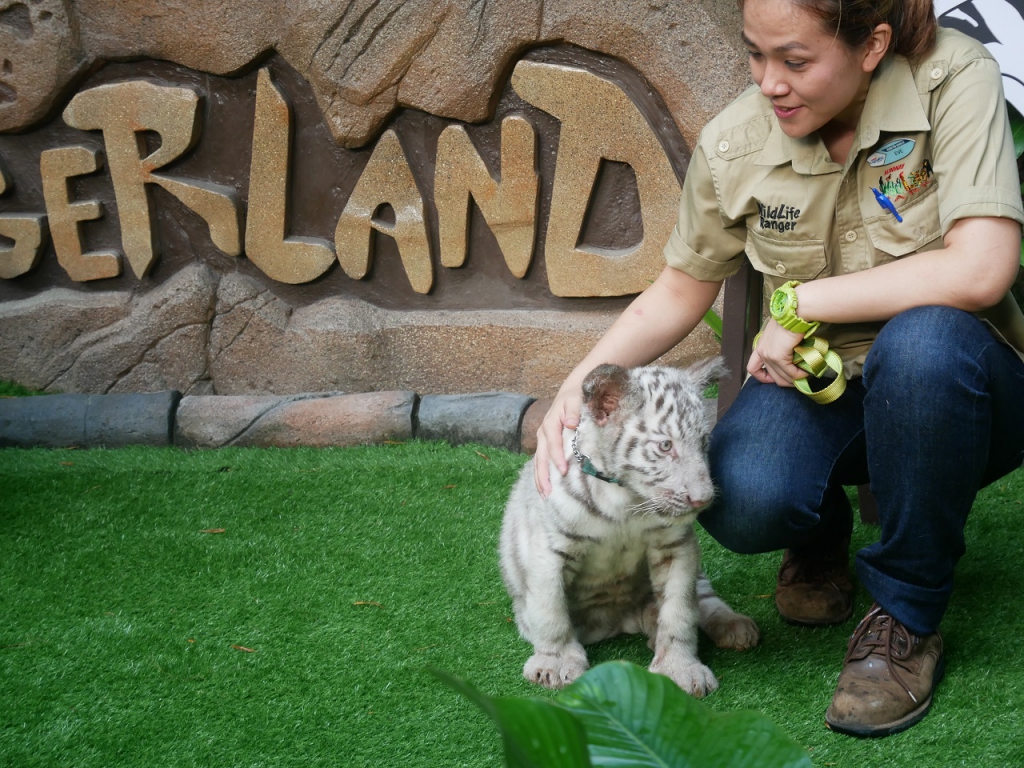 #Scenes: Meet The First White Tiger Cubs At Sunway Lagoon As You Enjoy The Wildlife Park's Walk & Hunt in the Wild Campaign-Pamper.my