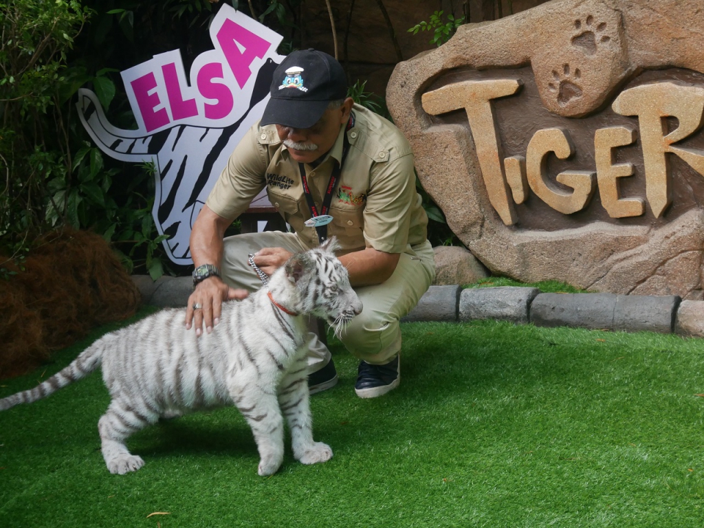 #Scenes: Meet The First White Tiger Cubs At Sunway Lagoon As You Enjoy The Wildlife Park's Walk & Hunt in the Wild Campaign-Pamper.my