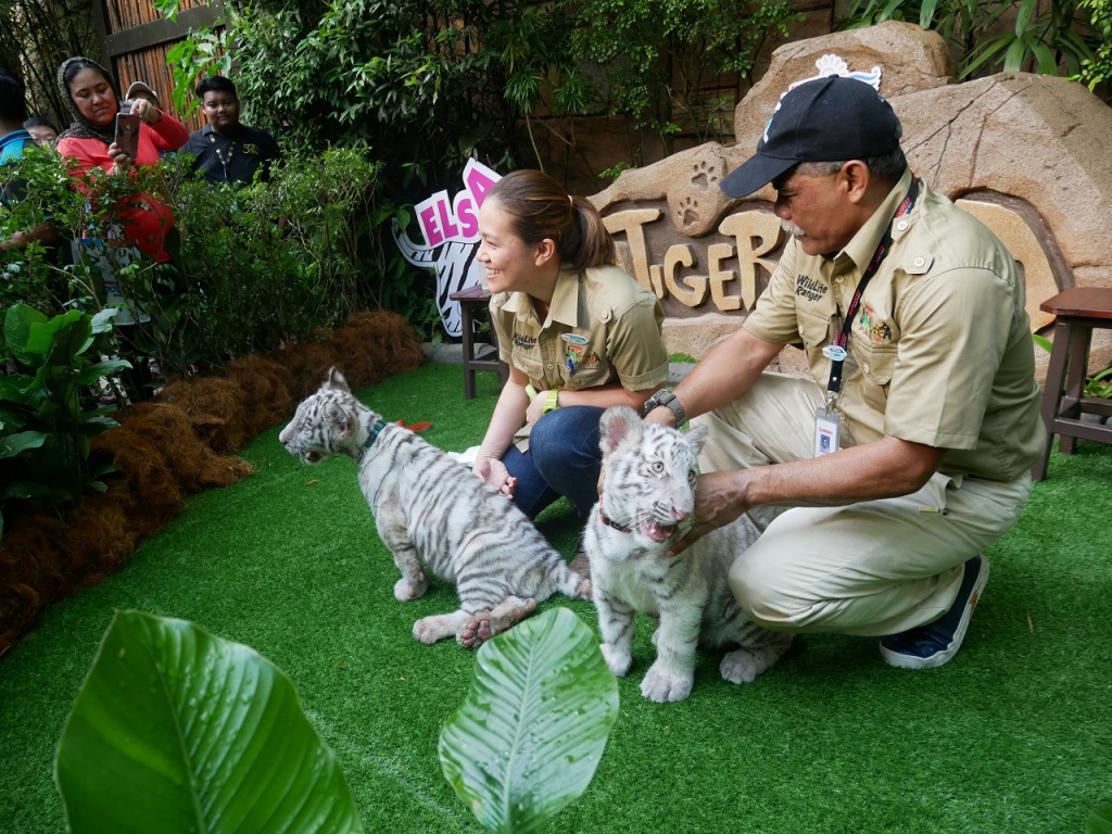 #Scenes: Meet The First White Tiger Cubs At Sunway Lagoon As You Enjoy The Wildlife Park's Walk & Hunt in the Wild Campaign-Pamper.my