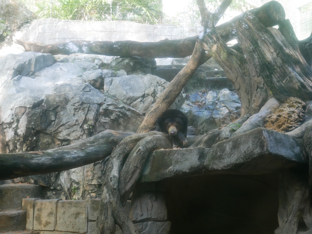 #Scenes: Meet The First White Tiger Cubs At Sunway Lagoon As You Enjoy The Wildlife Park's Walk & Hunt in the Wild Campaign-Pamper.my