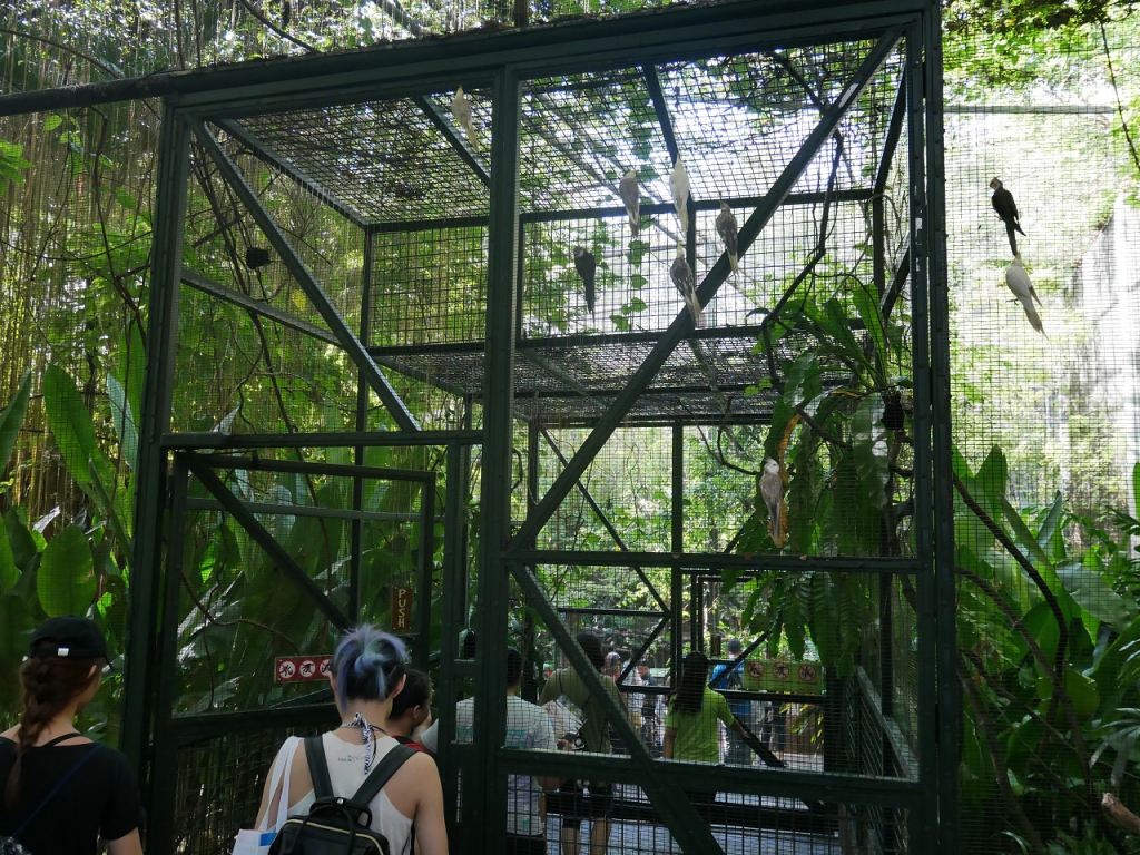 #Scenes: Meet The First White Tiger Cubs At Sunway Lagoon As You Enjoy The Wildlife Park's Walk & Hunt in the Wild Campaign-Pamper.my