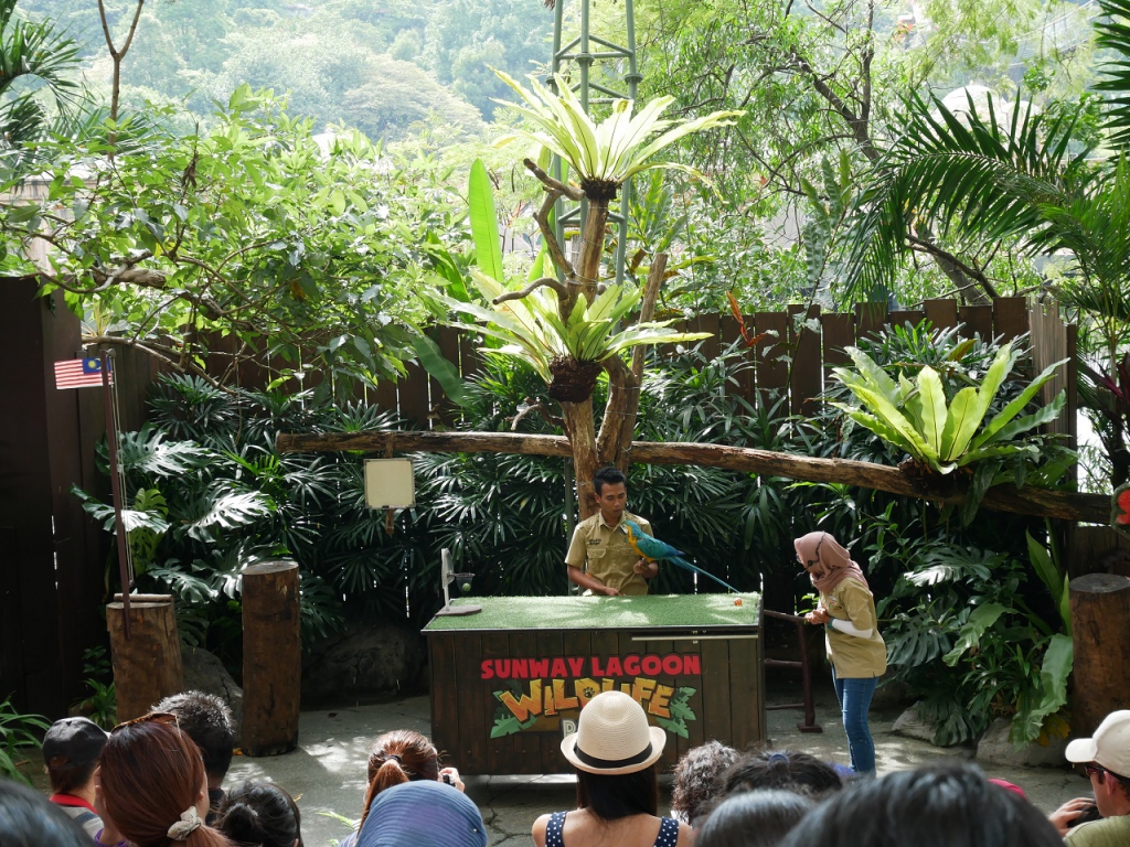 #Scenes: Meet The First White Tiger Cubs At Sunway Lagoon As You Enjoy The Wildlife Park's Walk & Hunt in the Wild Campaign-Pamper.my