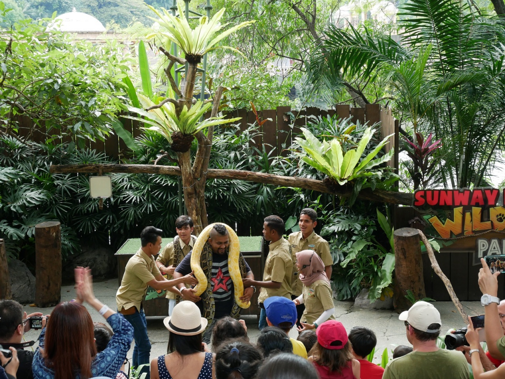 #Scenes: Meet The First White Tiger Cubs At Sunway Lagoon As You Enjoy The Wildlife Park's Walk & Hunt in the Wild Campaign-Pamper.my