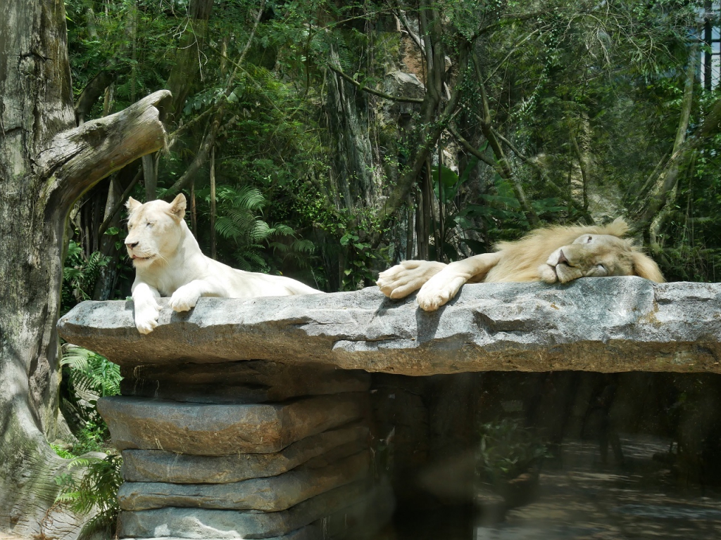 #Scenes: Meet The First White Tiger Cubs At Sunway Lagoon As You Enjoy The Wildlife Park's Walk & Hunt in the Wild Campaign-Pamper.my