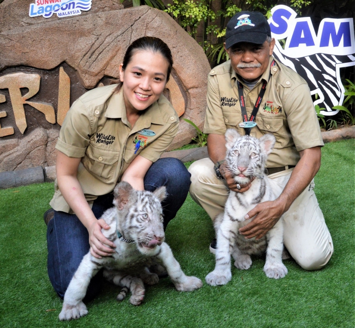 #Scenes: Meet The First White Tiger Cubs At Sunway Lagoon As You Enjoy The Wildlife Park's Walk & Hunt in the Wild Campaign-Pamper.my