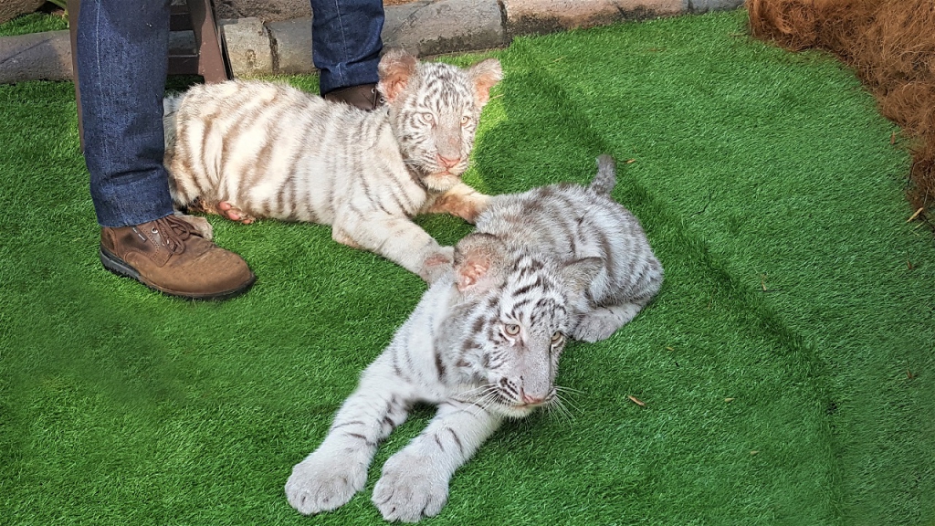 #Scenes: Meet The First White Tiger Cubs At Sunway Lagoon As You Enjoy The Wildlife Park's Walk & Hunt in the Wild Campaign-Pamper.my