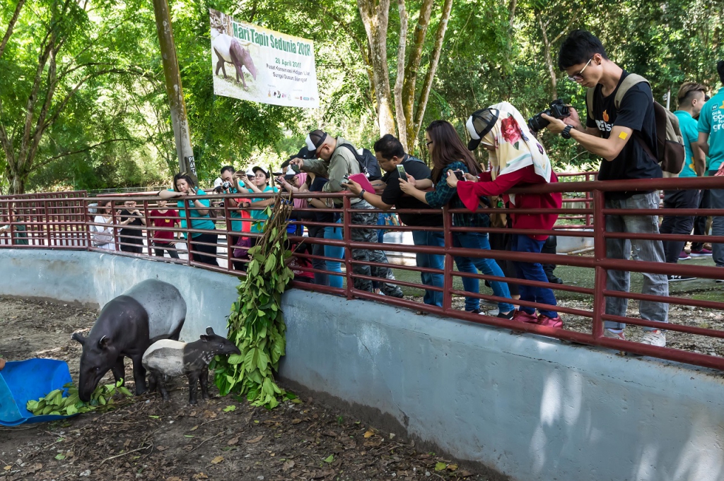 #Scenes: Watsons, Pocotee & Friends, And The Ecotourism & Conservation Society Of Malaysia (ECOMY) Celebrates World Tapir Day 2018-Pamper.my