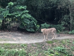 Singapore Zoo
