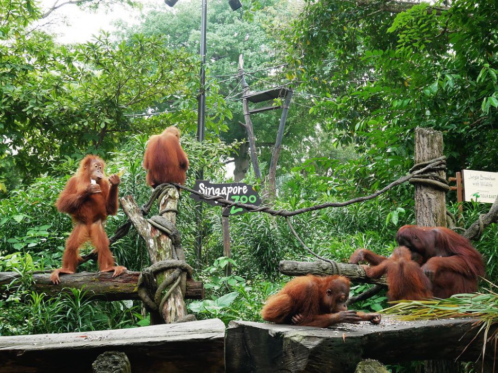 Singapore Zoo Jungle Breakfast With Wildlife