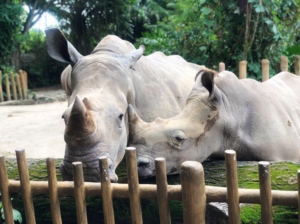 Singapore Zoo White Rhinos