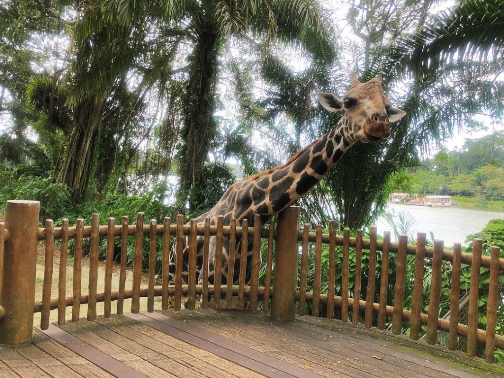 Singapore Zoo Giraffe