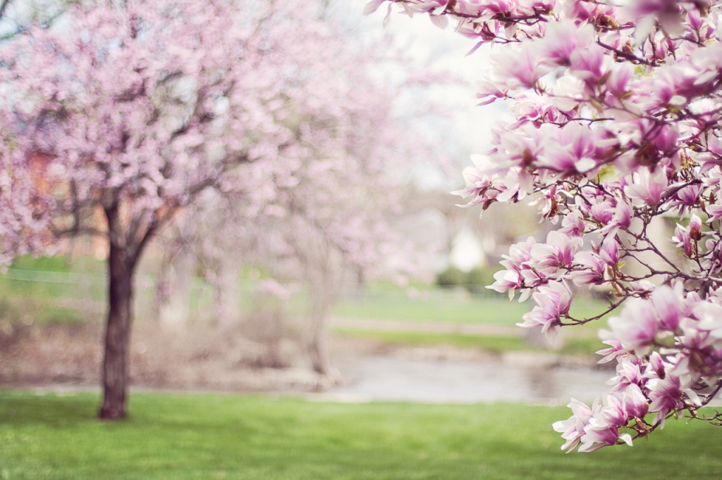 1. Jinhae, Changwon, South Korea