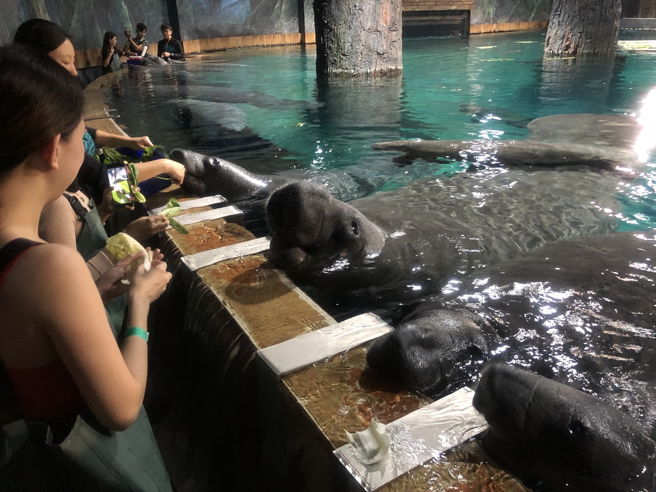 PamperMyTravels: Feeding Manatees & Other Exciting Things You Could Do At  River Safari Singapore 