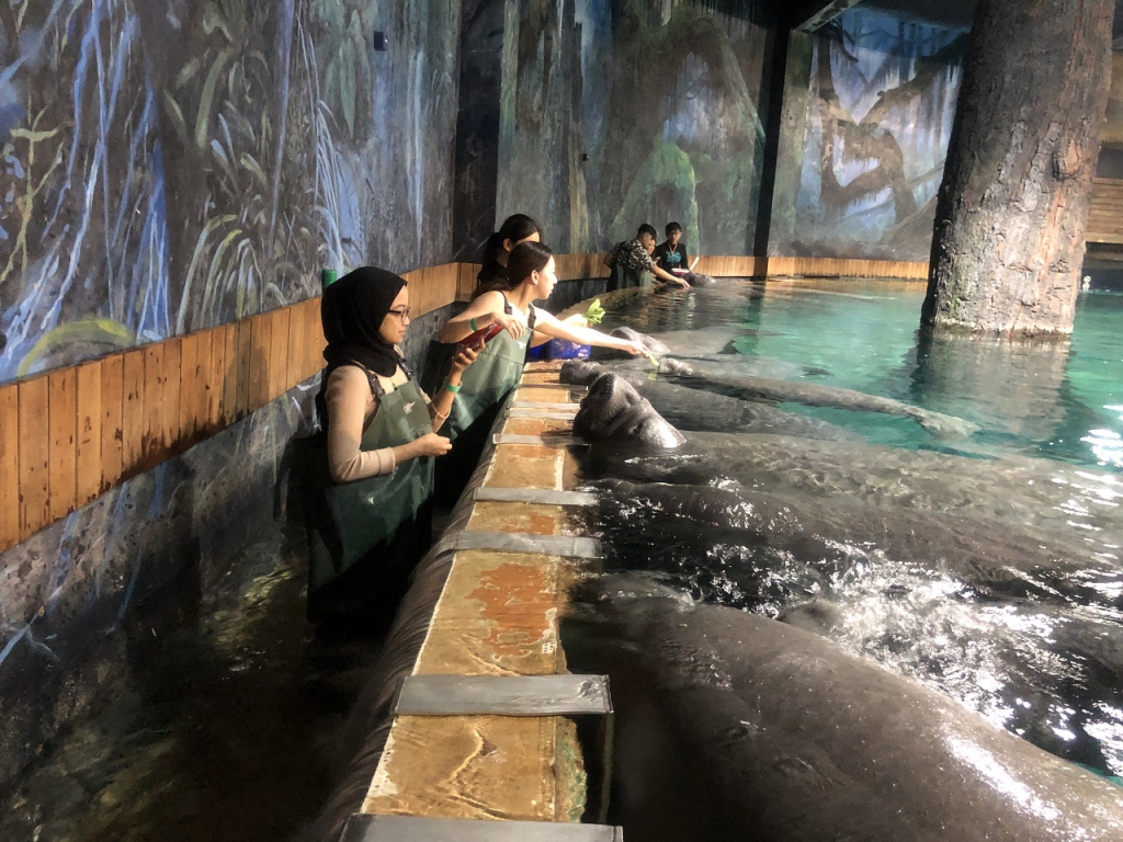 #PamperMyTravels: Feeding Manatees & Other Exciting Things You Could Do At River Safari Singapore